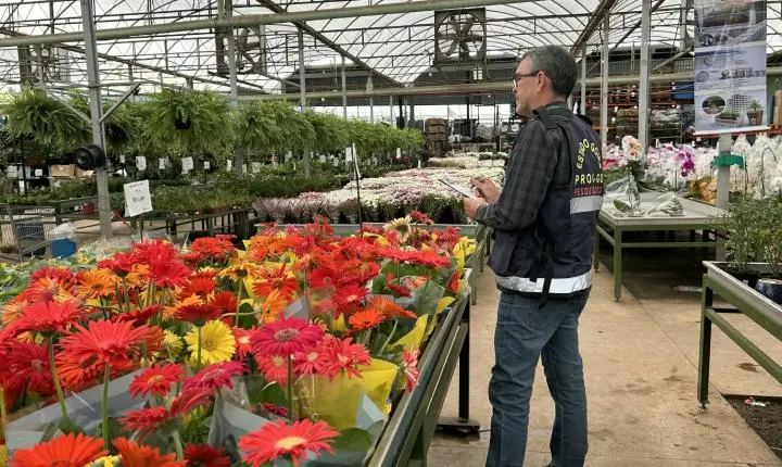 Preço das flores no Dia de Finados varia até 605% em Goiás
