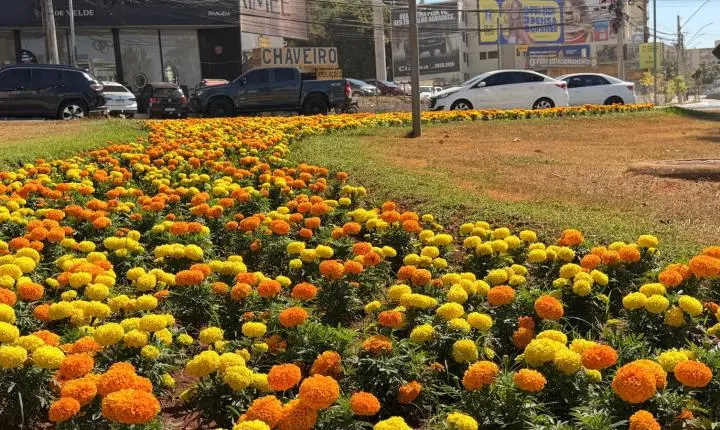 Primavera chega a Goiânia com a cidade florida e mais de 123 mil mudas plantadas pela Comurg