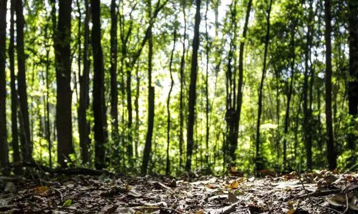 Producao florestal bate recorde em 2025 impulsionada pela silvicultura