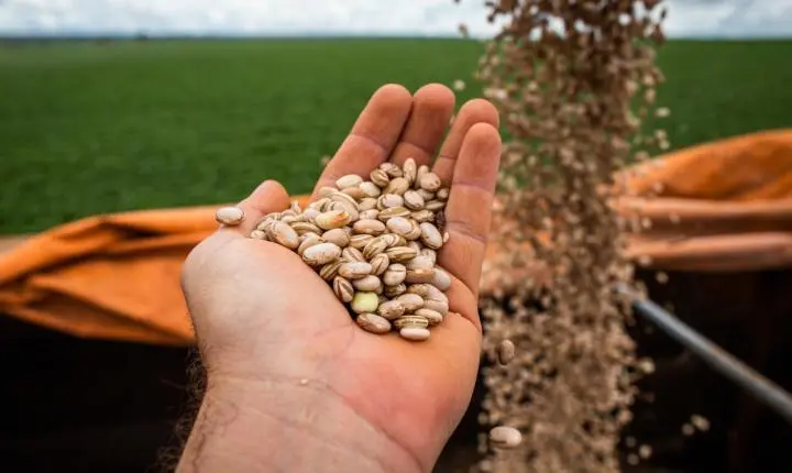 Produção goiana de feijão consolida segundo lugar em produtividade no Brasil