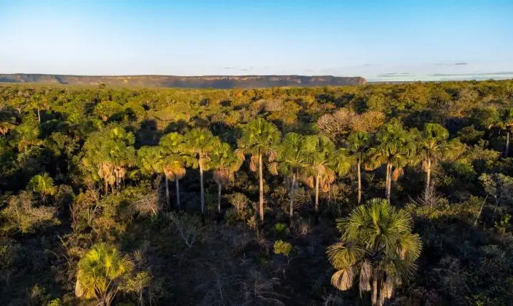 Semad vence premiação internacional com PSA Cerrado em Pé