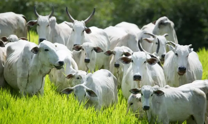 Semana de Combate e Prevenção à Brucelose Bovina começa dia 25